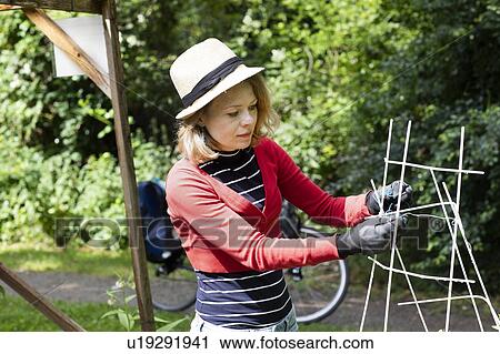 Mid adult woman tying trellis in her garden View Large Photo Image Stock Image - Mid adult woman tying trellis in her garden. Fotosearch