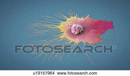 Picture - Migrating breast cancer cell, illustration. Fotosearch