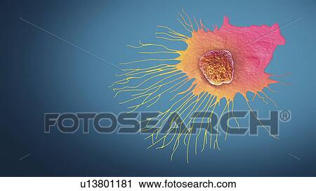Migrating breast cancer cell, illustration View Large Photo Image Stock Image - Migrating breast cancer cell, illustration. Fotosearch