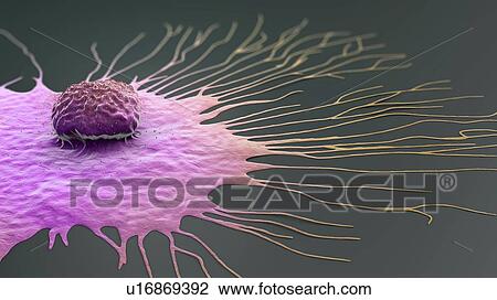 Migrating breast cancer cell, illustration View Large Photo Image Stock Image - Migrating breast cancer cell, illustration. Fotosearch