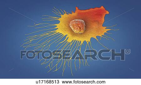 Stock Image - Migrating breast cancer cell, illustration. Fotosearch