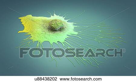 Stock Image - Migrating breast cancer cell, illustration. Fotosearch