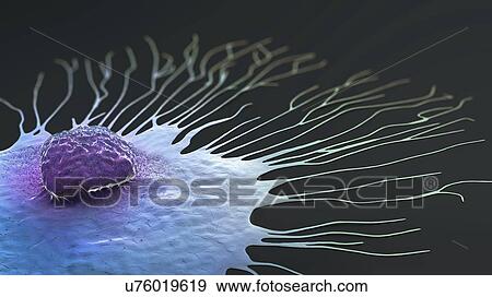 Migrating breast cancer cell, illustration View Large Photo Image Stock Photo - Migrating breast cancer cell, illustration. Fotosearch