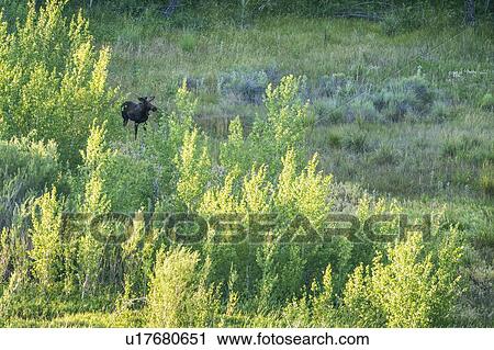 Moose in field in Picabo, Idaho, USA View Large Photo Image Stock Image - Moose in field in Picabo, Idaho, USA. Fotosearch
