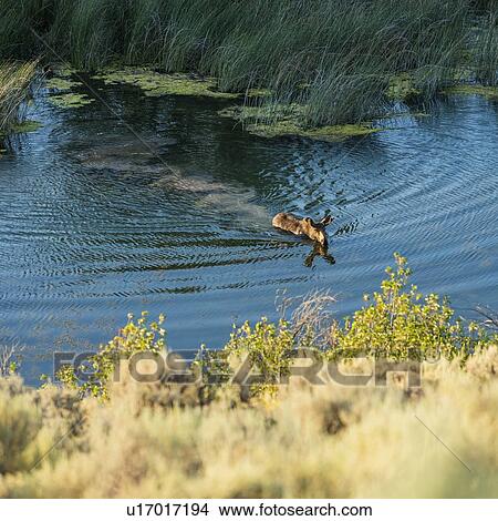 Picture - Moose swimming across river in Picabo, Idaho, USA. Fotosearch