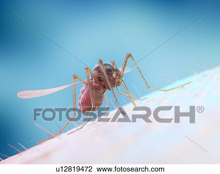 Stock Image - Mosquito feeding on a human, illustration. Fotosearch