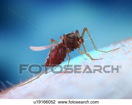 Stock Image - Mosquito feeding on a human, illustration. Fotosearch