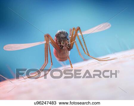 Stock Image - Mosquito feeding on a human, illustration. Fotosearch