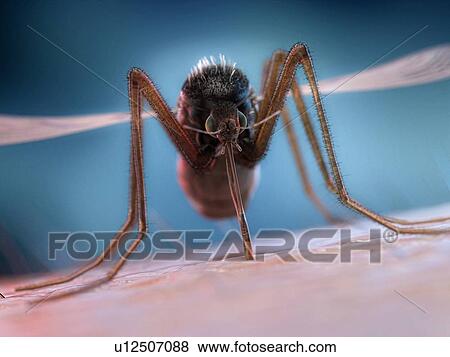 Stock Photo - Mosquito feeding on a human, illustration. Fotosearch
