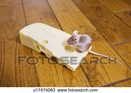 Stock Image - Mouse on cheese. Fotosearch