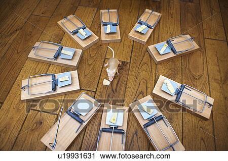 Stock Image - Mouse surrounded by mousetraps. Fotosearch