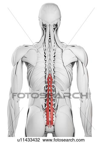 Multifidus muscle, illustration View Large Photo Image Stock Image - Multifidus muscle, illustration. Fotosearch