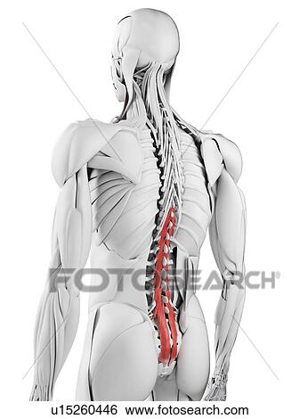 Multifidus muscle, illustration View Large Photo Image Stock Photograph - Multifidus muscle, illustration. Fotosearch