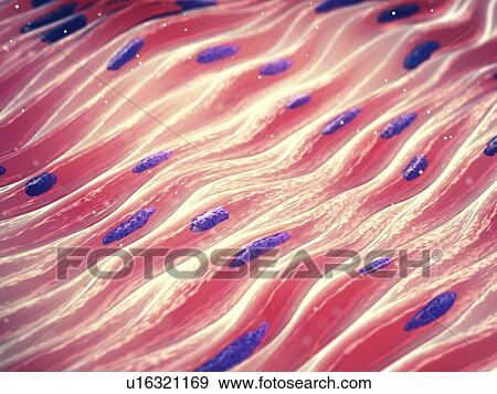 Stock Photo - Muscle cells, illustration. Fotosearch