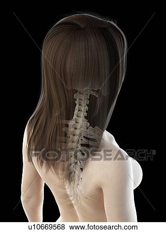 Neck anatomy, illustration View Large Photo Image Stock Photo - Neck anatomy, illustration. Fotosearch