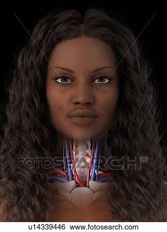 Stock Photograph - Neck anatomy, illustration. Fotosearch