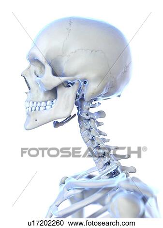 Neck bones, illustration View Large Photo Image Stock Image - Neck bones, illustration. Fotosearch