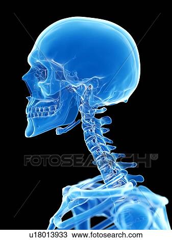 Neck bones, illustration View Large Photo Image Stock Image - Neck bones, illustration. Fotosearch