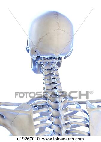 Stock Image - Neck bones, illustration. Fotosearch