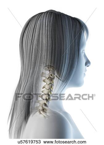 Neck bones, illustration View Large Photo Image Stock Image - Neck bones, illustration. Fotosearch