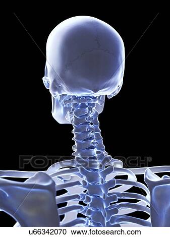 Stock Image - Neck bones, illustration. Fotosearch