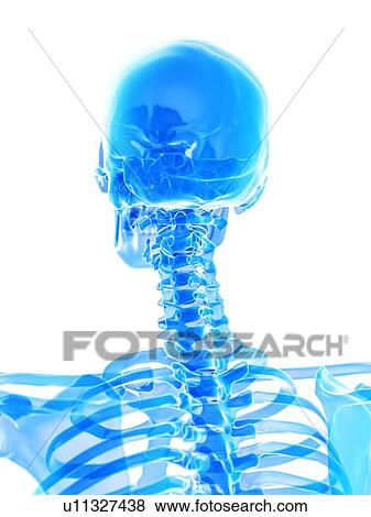 Stock Photo - Neck bones, illustration. Fotosearch
