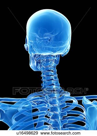 Neck bones, illustration View Large Photo Image Stock Photo - Neck bones, illustration. Fotosearch