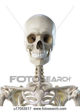 Stock Photo - Neck bones, illustration. Fotosearch