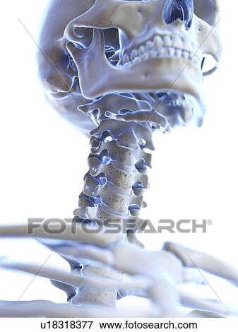 Neck bones, illustration View Large Photo Image Stock Photo - Neck bones, illustration. Fotosearch