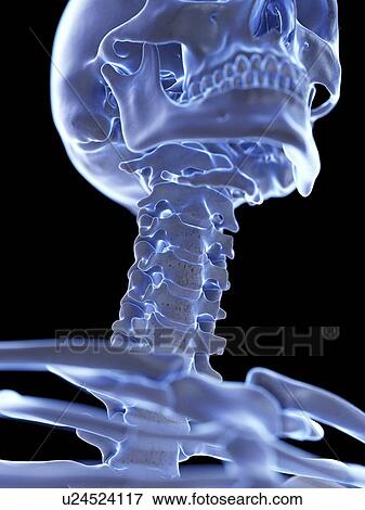 Neck bones, illustration View Large Photo Image Stock Photo - Neck bones, illustration. Fotosearch