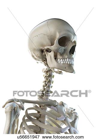 Stock Photo - Neck bones, illustration. Fotosearch