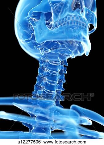 Stock Photograph - Neck bones, illustration. Fotosearch