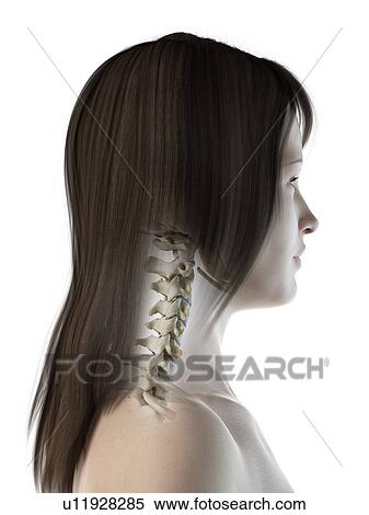 Neck bones, illustration View Large Photo Image Stock Photography - Neck bones, illustration. Fotosearch