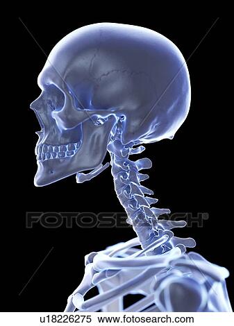 Neck bones, illustration View Large Photo Image Stock Photography - Neck bones, illustration. Fotosearch
