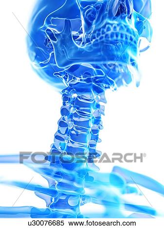 Neck bones, illustration View Large Photo Image Stock Photography - Neck bones, illustration. Fotosearch