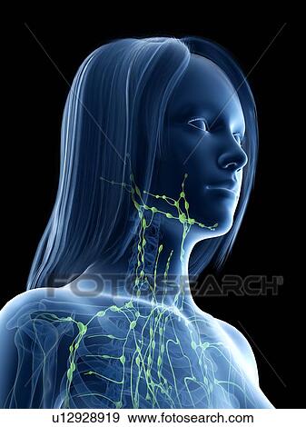 Stock Photo - Neck lymph nodes, illustration. Fotosearch