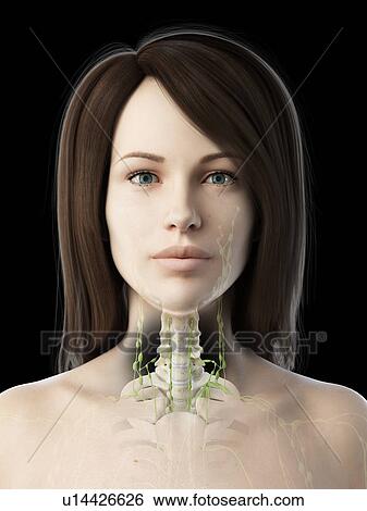Stock Photograph - Neck lymph nodes, illustration. Fotosearch