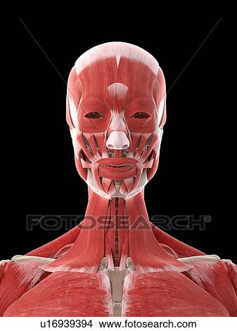Picture - Neck muscles, illustration. Fotosearch