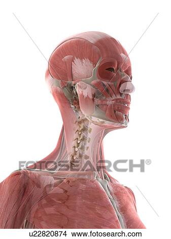 Picture - Neck muscles, illustration. Fotosearch