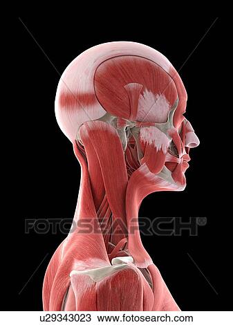 Neck muscles, illustration View Large Photo Image Stock Image - Neck muscles, illustration. Fotosearch