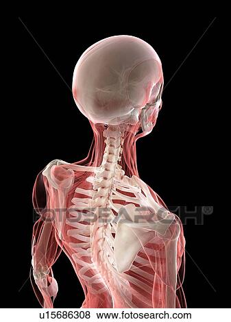 Stock Photo - Neck muscles, illustration. Fotosearch