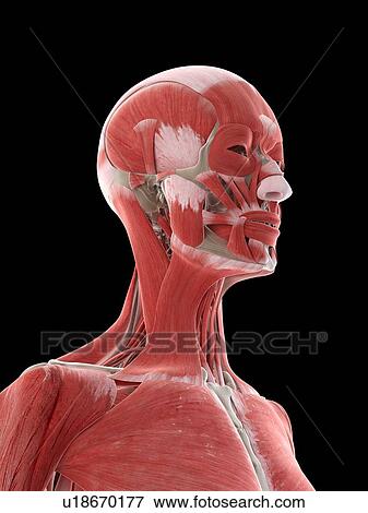 Stock Photo - Neck muscles, illustration. Fotosearch