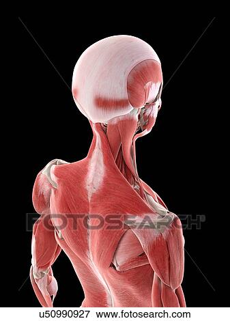 Stock Photo - Neck muscles, illustration. Fotosearch