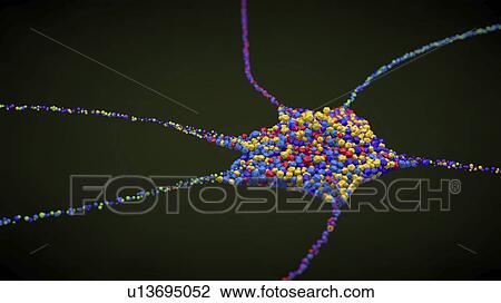 Nerve cell, illustration View Large Photo Image Stock Image - Nerve cell, illustration. Fotosearch
