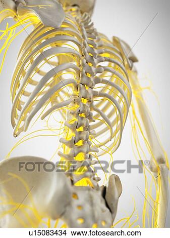 Picture - Nerves of the back, illustration. Fotosearch