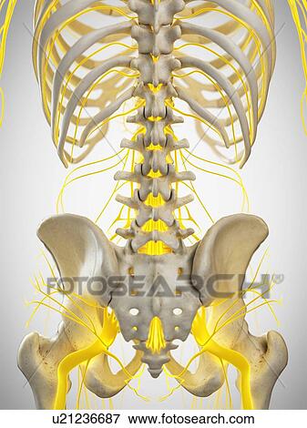 Stock Photo - Nerves of the back, illustration. Fotosearch