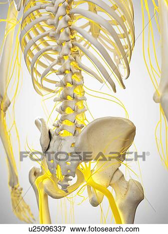 Nerves of the back, illustration View Large Photo Image Stock Photo - Nerves of the back, illustration. Fotosearch
