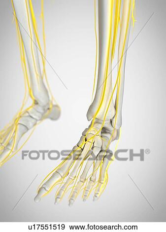 Stock Photo - Nerves of the foot, illustration. Fotosearch