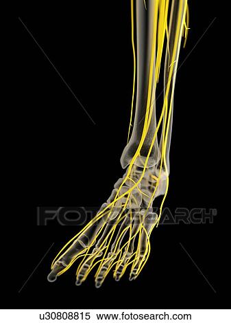 Nerves of the foot, illustration View Large Photo Image Stock Photography - Nerves of the foot, illustration. Fotosearch