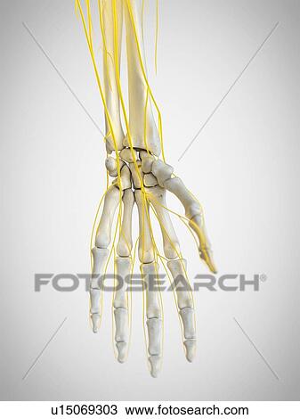 Stock Image - Nerves of the hand, illustration. Fotosearch
